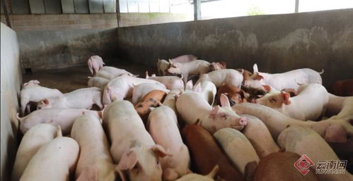 生猪养殖有保障了 云南首单生猪价格保险落地施甸